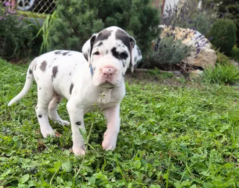 Fiji the harlequin Great Dane puppy, modelling (sample image)
